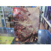 Brigandine: The Legend of Runersia - Collector's Edition